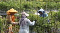 Penurunan Harga Cabai Merah Temanggung